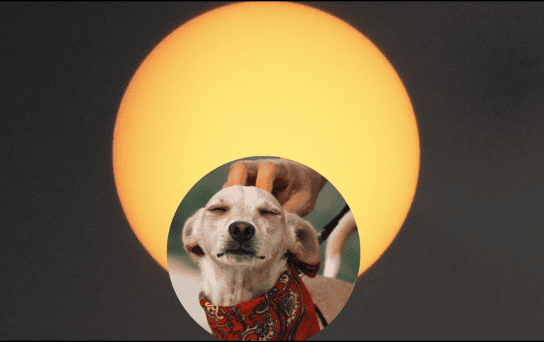 Recuerda que una mascota es parte de la familia y su cuidado y protección también es importante. EFE/Archivo