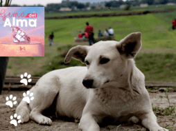 SUN / ARCHIVO | ESPECIAL / Bye Bye Friend