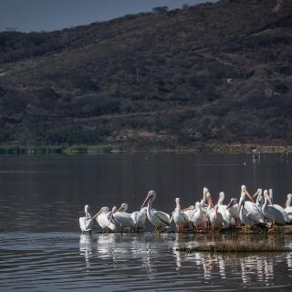 Con estación de monitoreo, identifican ave migratoria en Laguna de Atotonilco