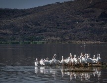 Monitoreo de aves migratorias para la conservación de ecosistemas. ESPECIAL / SEMADET.