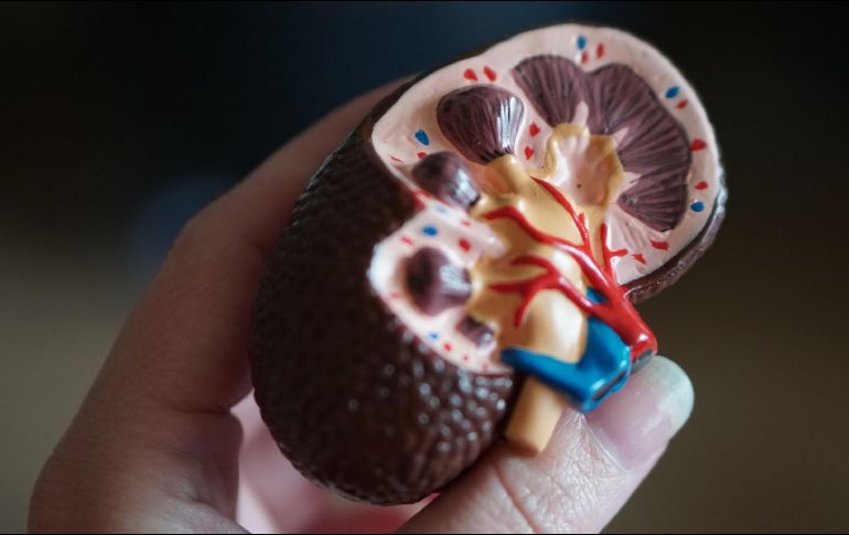 Hoy es el Día Mundial de la Donación de Órganos, Tejidos y Trasplantes. ESPECIAL / R. WEERMEIJER