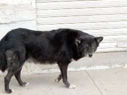 En Perú se ha detectado un caso de rabia humana en Arequipa. EL INFORMADOR/ ARCHIVO.