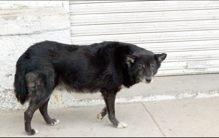 En Perú se ha detectado un caso de rabia humana en Arequipa. EL INFORMADOR/ ARCHIVO.