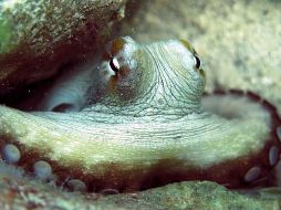 El pulpo maya genera en la región unos 20 mil empleos y una derrama económica de 2 mil millones de pesos anuales. ESPECIAL / INP