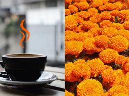 Los autores mencionan, que se ha comprobado que realmente el cempasúchil tiene la capacidad de aliviar a ciertas enfermedades. ESPECIAL / UNSPLASH