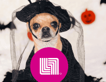 Aquellos que tienen mascotas también disfrutan de caracterizan a sus felinos o caninos. ESPECIAL