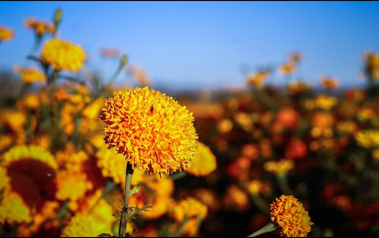 Hoy en día existen varios tipos de cempasúchil, el cual puedes conseguirlo en diferentes lugares y diferentes precios, algunas flores más económicas que otras dependiendo de su presentación. Pixabay / JimmyAguilar