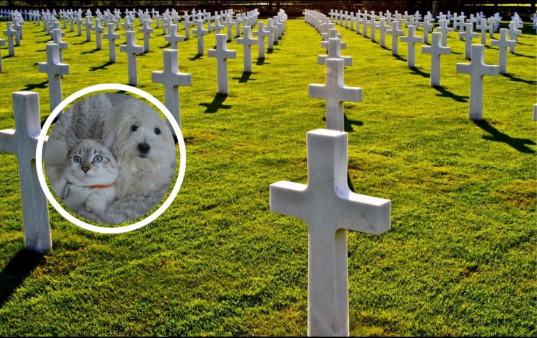 Como todo ser vivo en esta vida llega el momento de partir por lo que la tristeza llega a nosotros, pero al igual que cualquier otro ser querido tratamos de realizarle una despedida digna por todo el amor que nos dio y el aprecio que le teníamos. Pixabay