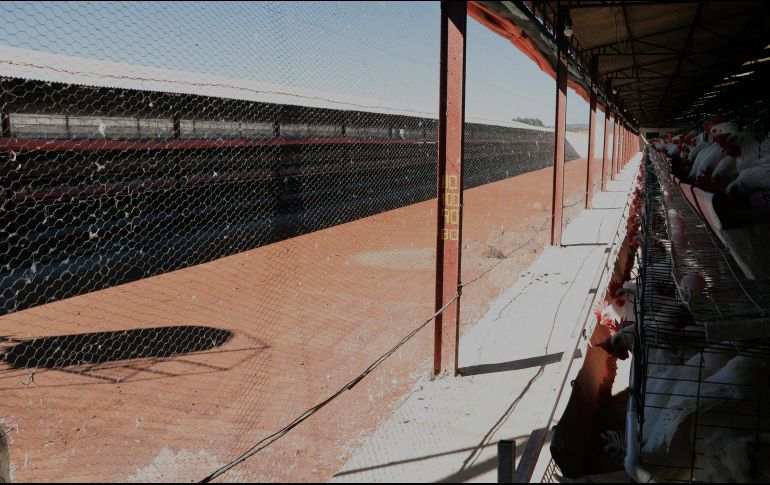 Una granja en el estado de Sonora presentó el primer caso de influenza aviar AH5. EFE/ Secretaría de Agricultura y Desarrollo Rural.