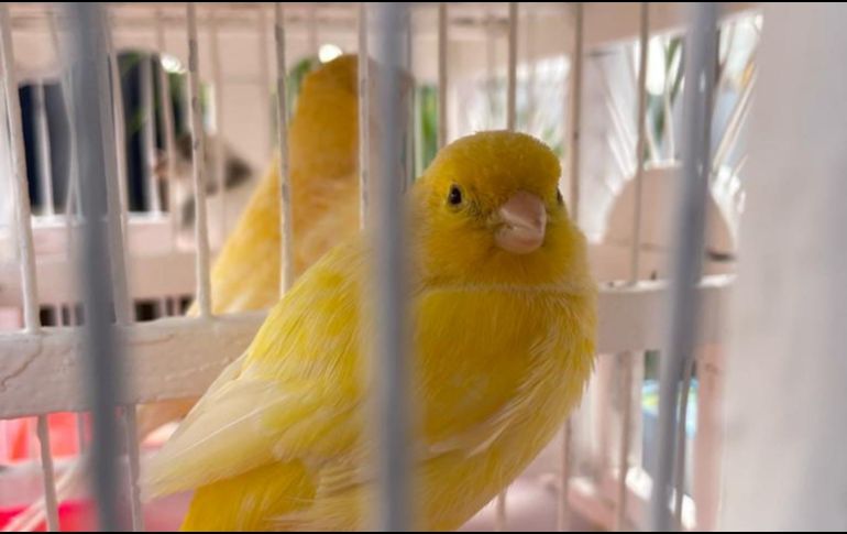 Carlos y sus canarios, 