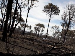 Conmemoran el Día del Bosque de La Primavera; hay alza en los incendios