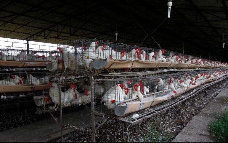 Ante la contingencia se formaron brigadas de seguimiento a las acciones a implementar en el foco de infección y perifocales. EL INFORMADOR/ ARCHIVO.