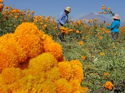 Una planta transgénica entra en la categoría de planta mejorada, pero hay dos diferencias básicas. EFE / H. RÍOS