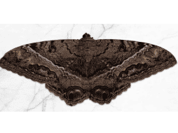 A pesar de los mitos en torno a ellas, son muy importantes polinizadoras. CORTESÍA / UNAM GLOBAL