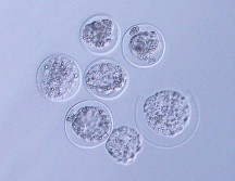 Imagen microscópica de los embriones de ratón enviados al espacio. ESPECIAL/ Universidad de Yamanashi