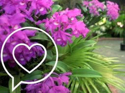 Súbete a esta tendencia y regala un ramito de violetas. AFP / ARCHIVO