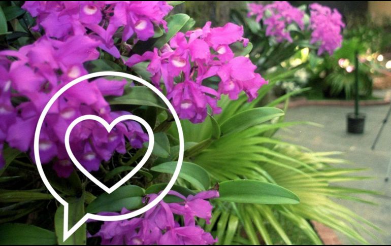 Súbete a esta tendencia y regala un ramito de violetas. AFP / ARCHIVO