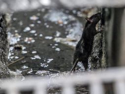 Se trata de un sistema que combina realidad virtual de 360 grados y una interfaz cerebro-máquina. EFE / ARCHIVO