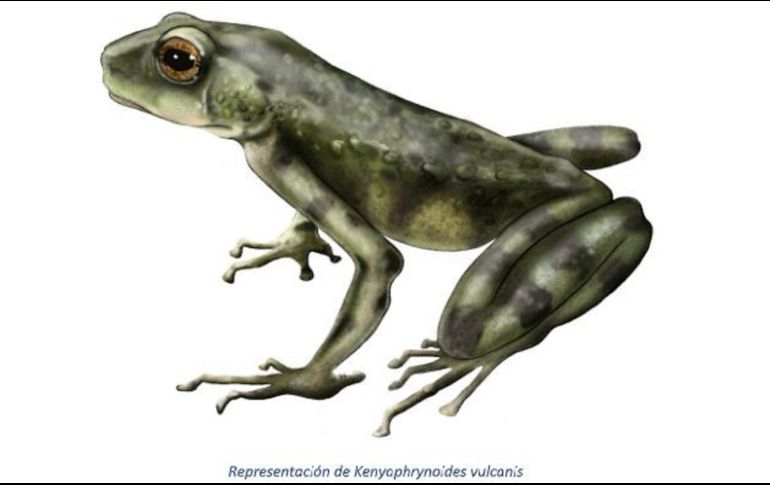 Había que comparar sus rasgos, su forma y su color, así como su ADN, revelando los resultados que no sólo se trataba de una nueva especie. ARCHIVO / EFE / EDB-CSIC