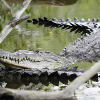 Cocodrilo ataca a pescador en Vallarta y este pierde el brazo