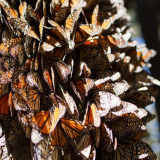 ¿Cuándo migran las mariposas Monarca y dónde es posible verlas?