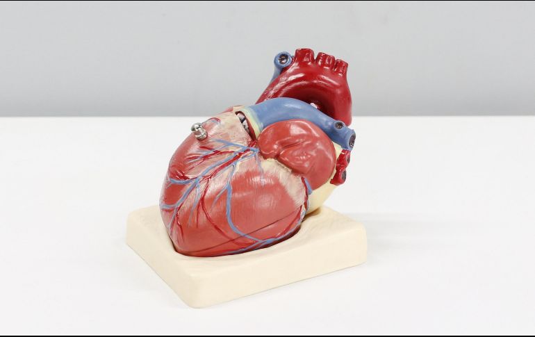 Entre los principales síntomas destacan el dolor en el pecho como uno de los más clásicos. ESPECIAL / UNSPLASH / A. HAJILUYI