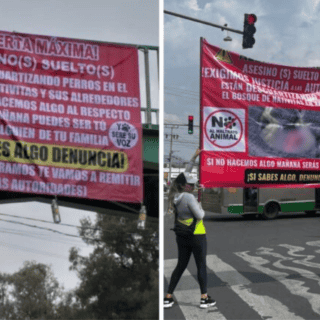 Hallan 15 perros sacrificados en Bosque de Nativitas, Xochimilco