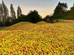 Todavía este mes se cosecharon manzanas de los campos del País Vasco. CORTESÍA