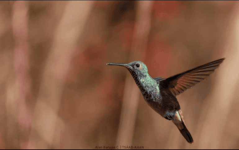 Desde desfiles, talleres, conferencias, exposiciones, recorridos para hacer avistamiento de aves, son algunas de las actividades. CORTESÍA / Archivo DRBSM / A. BARAJAS