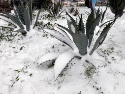 En redes sociales circulan imágenes de los efectos del frío. EFE / ARCHIVO