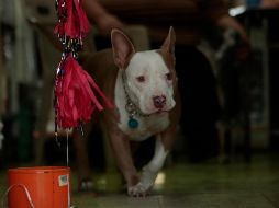 No olvidar que los perros que son cachorros y de edad avanzada son ejemplares especialmente delicados con el frío. EL INFORMADOR / ARCHIVO