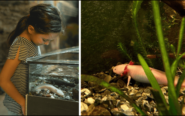 Si deseas adoptar un axolote, es posible gracias a una campaña lanzada por la UNAM. Sun/ Archivo.