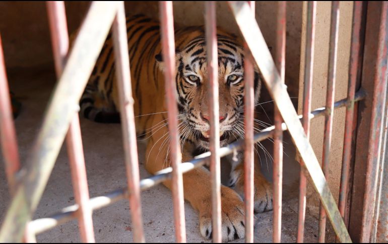 Yamile Lotfe Galán, directora de Protección Animal de Zapopan, explicó que tras realizar una revisión al ejemplar se confirmó que este se encuentra en buen estado de salud. CORTESÍA / Gobierno de Zapopan