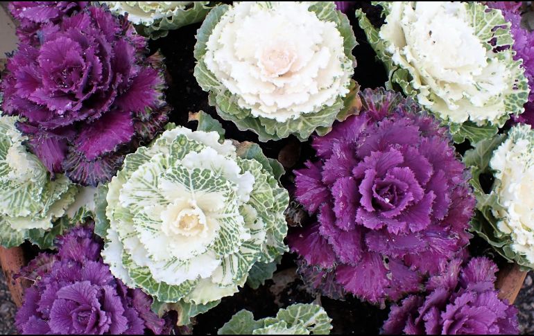 La col ornamental es reconocido por su flores blancas o moradas. ESPECIAL / Foto de Nancy Hughes en Unsplash