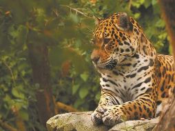 Este programa de Monitoreo Continuo de Biodiversidad se aplica en las reservas de Dzilam de Bravo, Tabí y la Biocultural de la Ruta Puuc en el sur del Estado. SUN / ARCHIVO