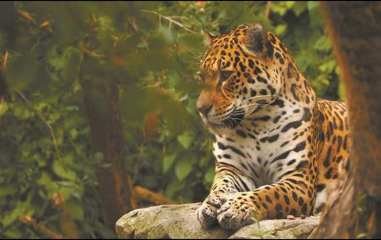 Este programa de Monitoreo Continuo de Biodiversidad se aplica en las reservas de Dzilam de Bravo, Tabí y la Biocultural de la Ruta Puuc en el sur del Estado. SUN / ARCHIVO