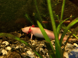 Ahora puedes adoptar un ajolote y ayudar a su preservación y lo mejor es que puedes realizarlo sin la necesidad de abandonar la comodidad de tu casa. EL INFORMADOR/ ARCHIVO.