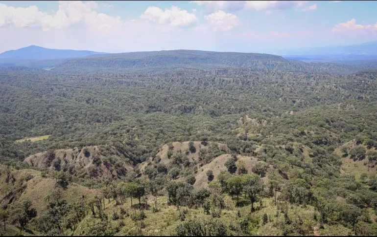 Ejidos ganan juicios y quitan terreno al Bosque La Primavera
