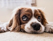 Existen diversos factores que orillan a tu perro a orinar dentro de casa. ESPECIAL/ Pixabay