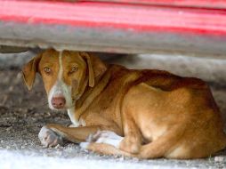 El maltrato animal es un delito en Jalisco y contempla cárcel para quien sea responsable de estos hechos. EL INFORMADOR / ARCHIVO