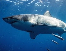 Muere mujer tras ser atacada por tiburón en playas de Jalisco. ESPECIAL/ Unsplash