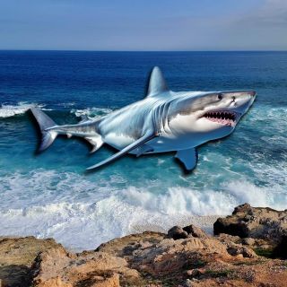 ¿Qué tan probable es que te ataque un tiburón en el mar?