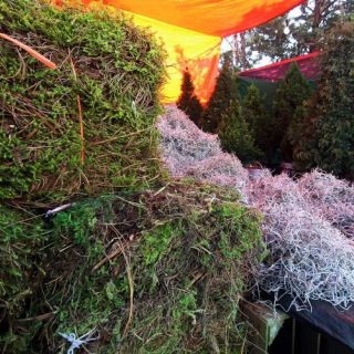 ¿Por qué no es recomendable poner heno o musgo en la decoración navideña?