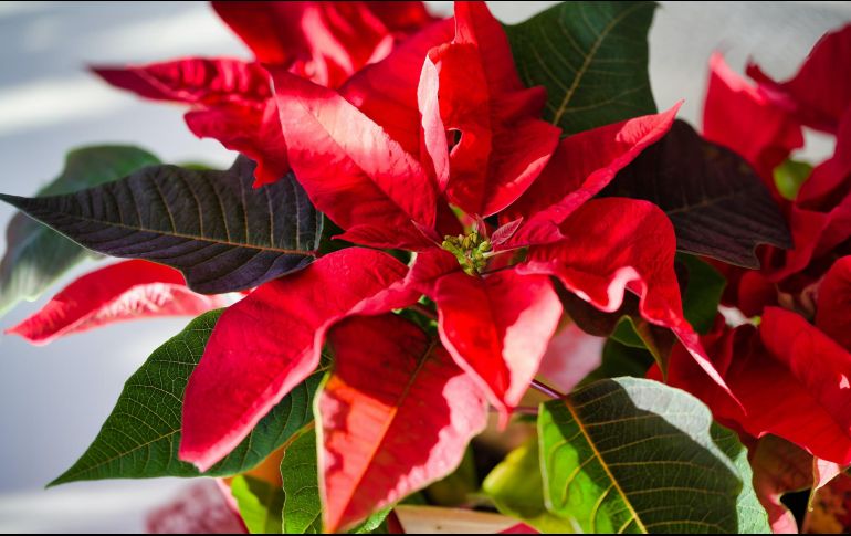 En el mercado internacional, la flor mexicana cubre la demanda de varios países. UNSPLASH / R. Woeger