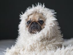 Una cartilla de vacunación al corriente es el principal objetivo de un cuidador, pues esto protegerá a la mascota contra cualquier enfermedad. UNSPLASH / M. Henry