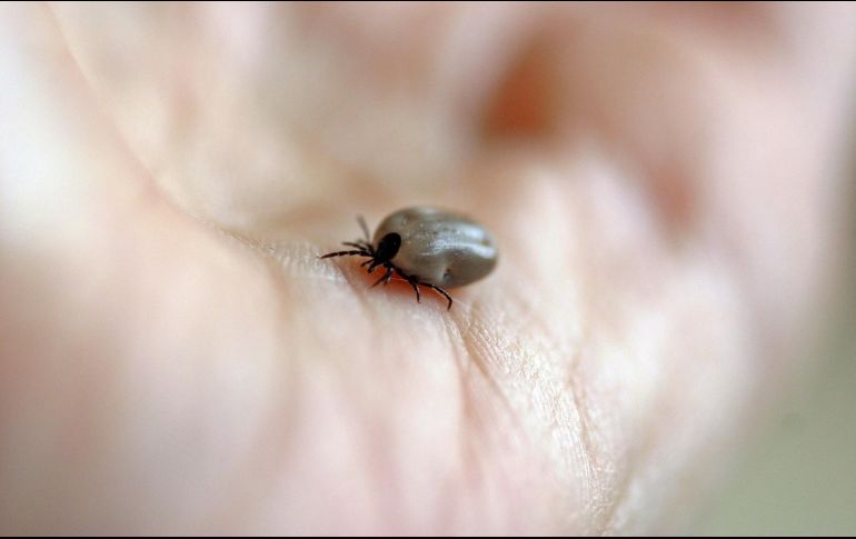 Los CDC señalan que la RMSF puede ser mortal, y hacen un llamado a buscar atención médica a las personas que presenten síntomas durante el viaje o las dos semanas posteriores a su regreso a EU. ESPECIAL / Imagen de Catkin en Pixabay