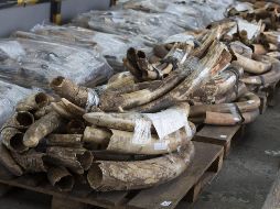 En total, se produjeron 500 detenciones a nivel global. EFE / ARCHIVO