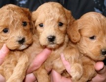 Crea un espacio seguro para tu mascota. ESPECIA/ Pixabay