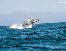El clima de Vallarta también es del gusto de las ballenas jorobadas. CORTESÍA