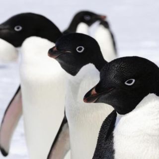 ¿Qué llevó a la extinción a los verdaderos pingüinos?